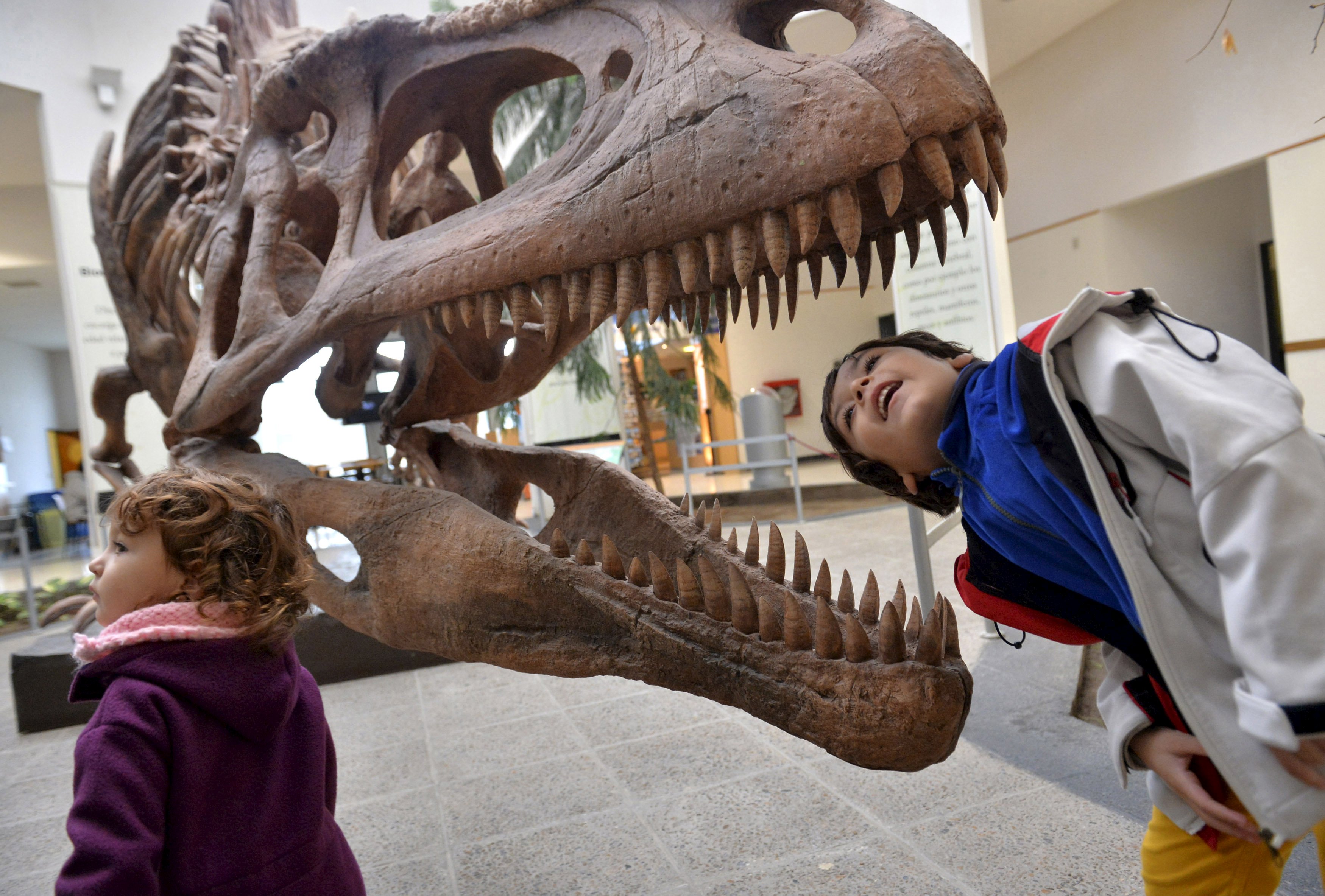 Ищите динозавров. Музей динозавров Тираннозавр рекс. Палеонтологический музей Тиранозавр. Тираннозавр рекс в музее палеонтологии США. Кости динозавра Тираннозавр.